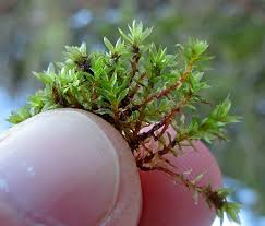 Attēlu rezultāti vaicājumam “Bryum moravicum”