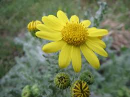 Attēlu rezultāti vaicājumam “Senecio vernalis bud”