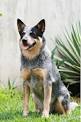 Australian Cattle Dog Breed Information &amp; Pictures (Queensland ...