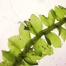 Attēlu rezultāti vaicājumam “Barbilophozia kunzeana”