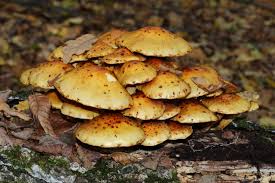 Attēlu rezultāti vaicājumam “Pholiota aurivella”