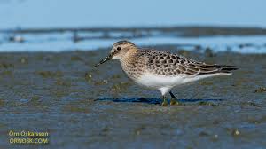 Image result for Calidris bairdii