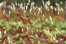 Attēlu rezultāti vaicājumam “Pogonatum urnigerum macro”