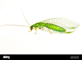 Attēlu rezultāti vaicājumam “Chrysopa”