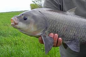 Image result for Ictiobus cyprinellus