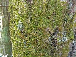 Attēlu rezultāti vaicājumam “Ptilidium pulcherrimum”