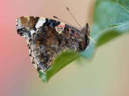 Attēlu rezultāti vaicājumam “Vanessa cardui underside”