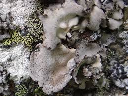 Attēlu rezultāti vaicājumam “Dermatocarpon miniatum”