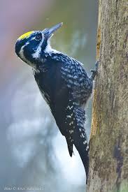 Attēlu rezultāti vaicājumam “Picoides tridactylus”