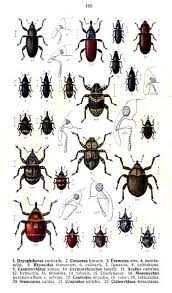 Attēlu rezultāti vaicājumam “Mononychus punctumalbum”