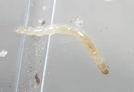 Attēlu rezultāti vaicājumam “Therevidae larva”