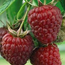 Attēlu rezultāti vaicājumam “Rubus idaeus”