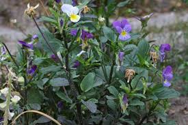 Attēlu rezultāti vaicājumam “Viola tricolor leaf”