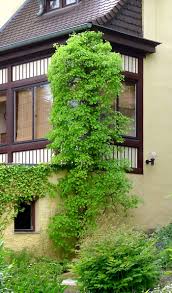 Attēlu rezultāti vaicājumam “Celastrus flagellaris”