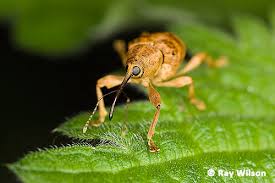 Attēlu rezultāti vaicājumam “Curculio venosus”
