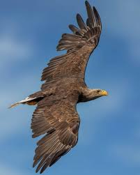 Attēlu rezultāti vaicājumam “Haliaeetus albicilla adult”