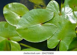 Attēlu rezultāti vaicājumam “Nuphar lutea leaf”