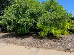 Attēlu rezultāti vaicājumam “Robinia neomexicana”