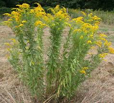 Attēlu rezultāti vaicājumam “Solidago canadensis fruit”