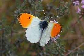 Attēlu rezultāti vaicājumam “Anthocharis cardamines”