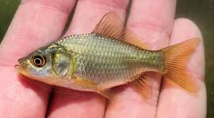 Attēlu rezultāti vaicājumam “Carassius auratus”