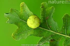 Attēlu rezultāti vaicājumam “Cynips quercusfolii”