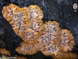 Attēlu rezultāti vaicājumam “Phlebia radiata”