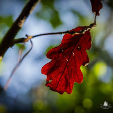 Attēlu rezultāti vaicājumam “Quercus rubra”