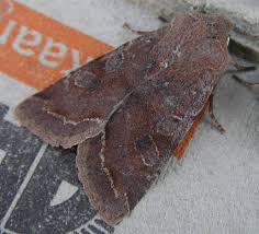 Attēlu rezultāti vaicājumam “Orthosia incerta”