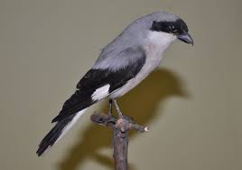 Image result for Lanius minor