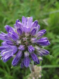 Attēlu rezultāti vaicājumam “Campanula cervicaria flower”