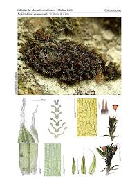 Attēlu rezultāti vaicājumam “Cinclidotus danubicus”