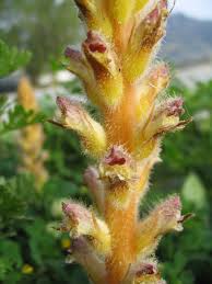 Attēlu rezultāti vaicājumam “Orobanchaceae”