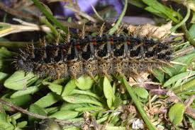 Attēlu rezultāti vaicājumam “Argynnis paphia larva”