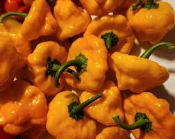 Afbeeldingsresultaat voor yellow mushroom hot pepper