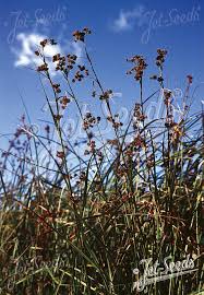 Attēlu rezultāti vaicājumam “Cladium mariscus”