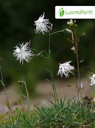 Attēlu rezultāti vaicājumam “Dianthus arenarius flower”