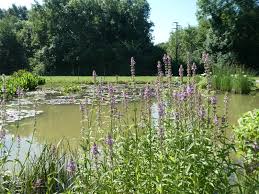 Attēlu rezultāti vaicājumam “Stachys palustris”