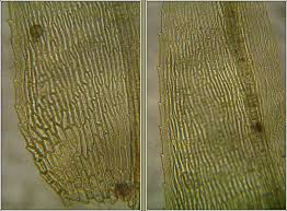 Attēlu rezultāti vaicājumam “Brachythecium albicans”