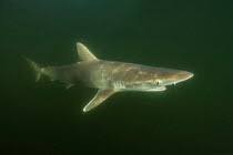 Image result for Rhizoprionodon longurio