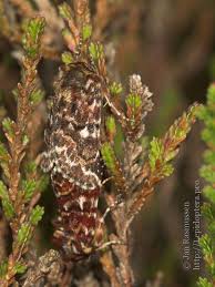 Attēlu rezultāti vaicājumam “Anarta myrtilli”