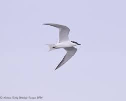 Image result for Gelochelidon nilotica