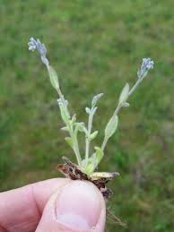 Attēlu rezultāti vaicājumam “Myosotis stricta”