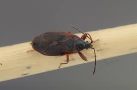 Attēlu rezultāti vaicājumam “Gastrodes grossipes”