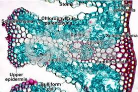 Attēlu rezultāti vaicājumam “Lignydium muscorum macro”