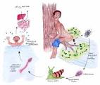 The dioecious adults of Schistosoma mansoni live in the portal veins