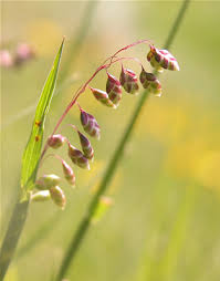 Attēlu rezultāti vaicājumam “Briza media bud”