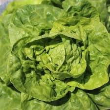 Image result for Kopfsalat