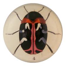 Attēlu rezultāti vaicājumam “Anthrenus scrophulariae”