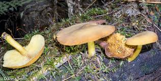 Attēlu rezultāti vaicājumam “Tricholomopsis decora”